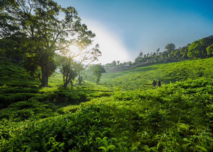 Collection 73 photo by Revanth S
