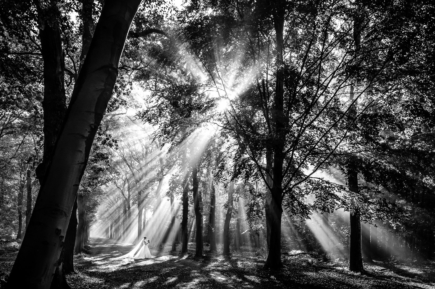 Collection 82 photo by Jan Van De Maat