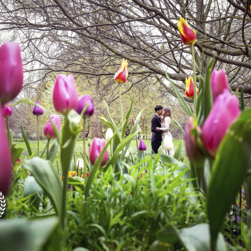 While taking a romantic walk through a park in London with this gorgeous bride and groom, I saw an opportunity to capture their love amidst these beautidul tulips.  I wanted to photograph them in a way that would present them as part of the flower garden. <br />
<br />
