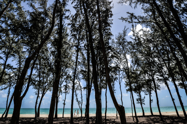 Waimanalo is a beautiful place perfect for a peaceful walk on the beach with tall trees and the sun shining down. A peaceful day where everything fell right into place. These two had met under difficult circumstances but surpassed it all earning them a meaningful present, filled with love.