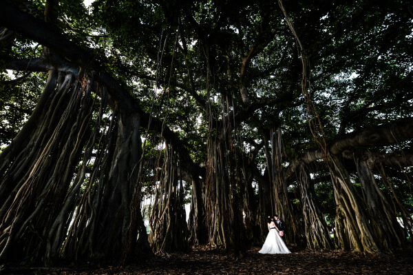 This banyan tree in Honolulu, Hawaii is a power spot. It reeks of natural energy so I wanted to capture its presence. The couple stands together as the wise tree surrounds and blesses them.