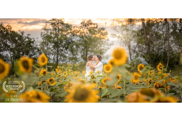 Evening sun between the sunflower fields.