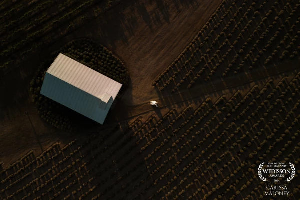 Kooroomba Lavender Farm Qld Australia from above during the bewitching blue hour is nothing short of...