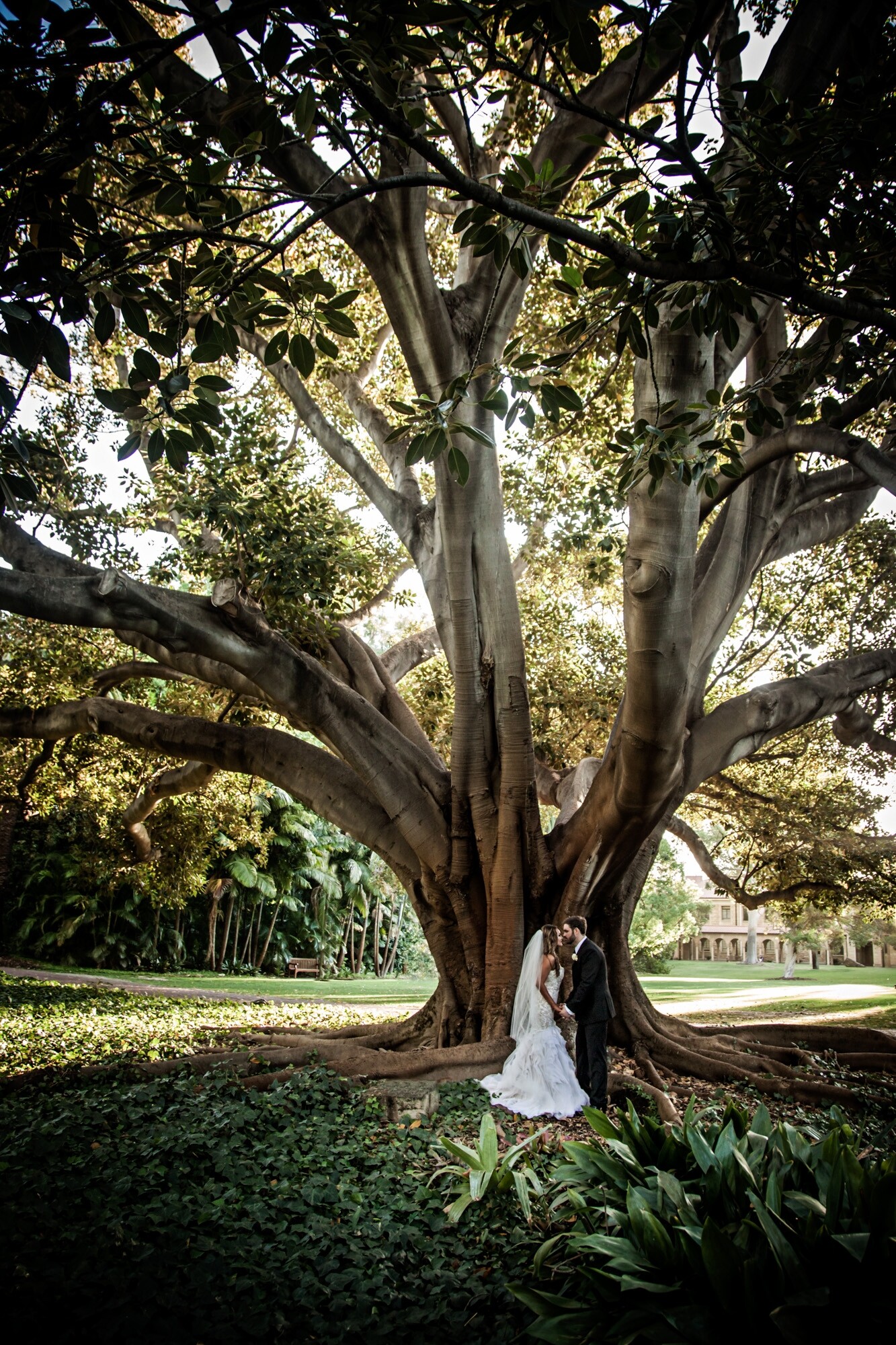 We photographed this gorgeous couple’s wedding in March 2016. One of the venues they chose for their photo session in between the ceremony and reception was the University of WA. This is a popular choice for bridal party photography in Perth. It consists of beautiful old architecture as well as stunning gardens. This gorgeous tree is a popular meeting point for people on the grounds. The bride was keen to have some photos that showed lots of garden settings. So the tree was an obvious choice. The light was too harsh on the other side of the tree. But on this side, it filtered beautifully through the branches. so we stood them amongst the roots of the tree, surrounded by a carpet of ivy and captured this image - we love it, so do the couple, it is a feature image in their wedding album.