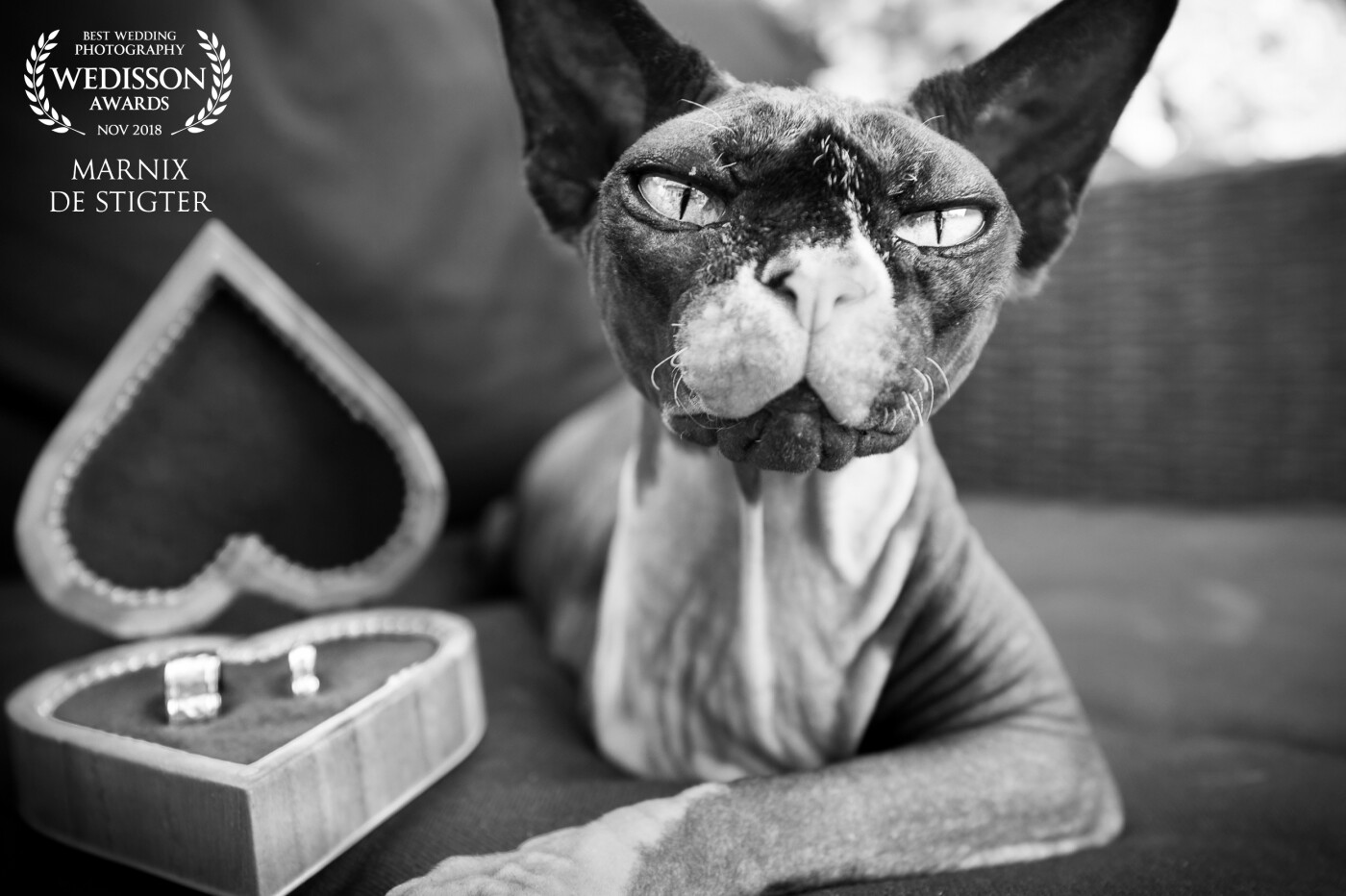 The moment I walked into the room to shoot the getting-ready of the bride, this 3-legged Sphynx cat was staring straight at me. I immediately got this "Lord of the Rings" feel, so the idea to shoot this image naturally came to mind.