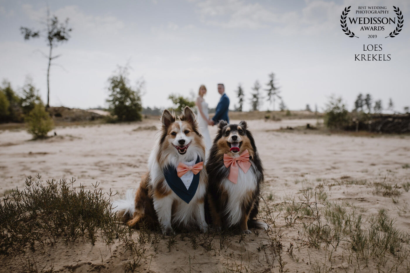 These two fluffy fur friends had their best day ever! Their Pawrents tied the knot and they just couldn't stop smiling. It was such a beautiful day, what more could they ever wish for?