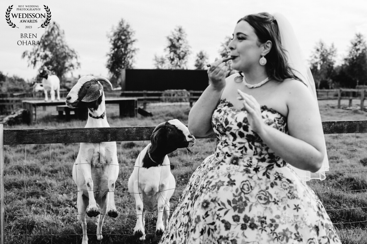 Photo of Lucy the bride, with some very inquisitive goats.